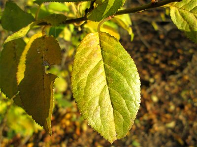 Kirschpflaume (Prunus cerasifera) bei Reilingen