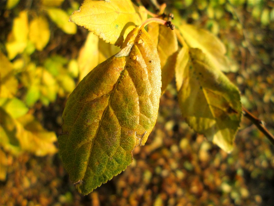 Kirschpflaume (Prunus cerasifera) bei Reilingen