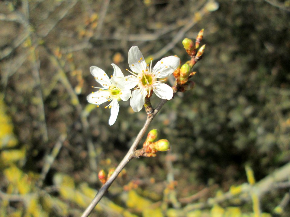 Aufblühende Kirschpflaume (Prunus cerasifera) bei Reilingen - an diesem Standort an einem Brückendamm blüht die Kirschpflaume stets als erstes weit und breit