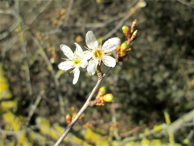Aufblühende Kirschpflaume (Prunus cerasifera) bei Reilingen - an diesem Standort an einem Brückendamm blüht die Kirschpflaume stets als erstes weit und breit