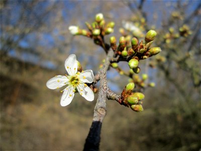 Aufblühende Kirschpflaume (Prunus cerasifera) bei Reilingen - an diesem Standort an einem Brückendamm blüht die Kirschpflaume stets als erstes weit und breit