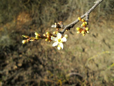 Aufblühende Kirschpflaume (Prunus cerasifera) bei Reilingen - an diesem Standort an einem Brückendamm blüht die Kirschpflaume stets als erstes weit und breit photo