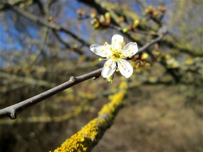 Aufblühende Kirschpflaume (Prunus cerasifera) bei Reilingen - an diesem Standort an einem Brückendamm blüht die Kirschpflaume stets als erstes weit und breit