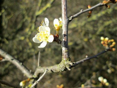 Aufblühende Kirschpflaume (Prunus cerasifera) bei Reilingen - an diesem Standort an einem Brückendamm blüht die Kirschpflaume stets als erstes weit und breit