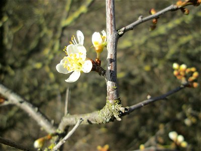 Aufblühende Kirschpflaume (Prunus cerasifera) bei Reilingen - an diesem Standort an einem Brückendamm blüht die Kirschpflaume stets als erstes weit und breit photo