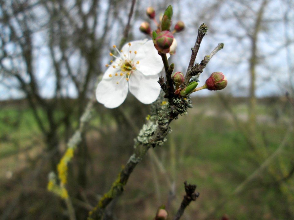 erste Blüten der Kirschpflaume (Prunus cerasifera) bei Hockenheim