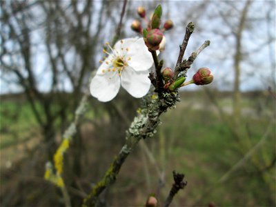 erste Blüten der Kirschpflaume (Prunus cerasifera) bei Hockenheim