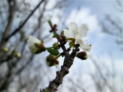 erste Blüten der Kirschpflaume (Prunus cerasifera) bei Hockenheim