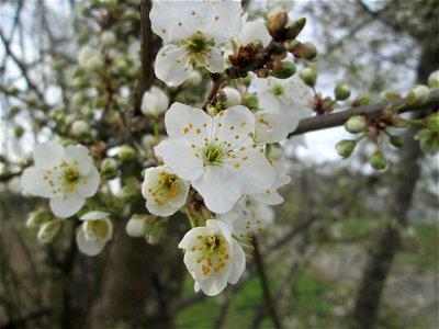 aufblühende Kirschpflaume (Prunus cerasifera) am Kraichbach bei Hockenheim (oft mit der Mirabelle verwechselt)