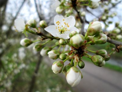 aufblühende Kirschpflaume (Prunus cerasifera) am Kraichbach bei Hockenheim (oft mit der Mirabelle verwechselt)