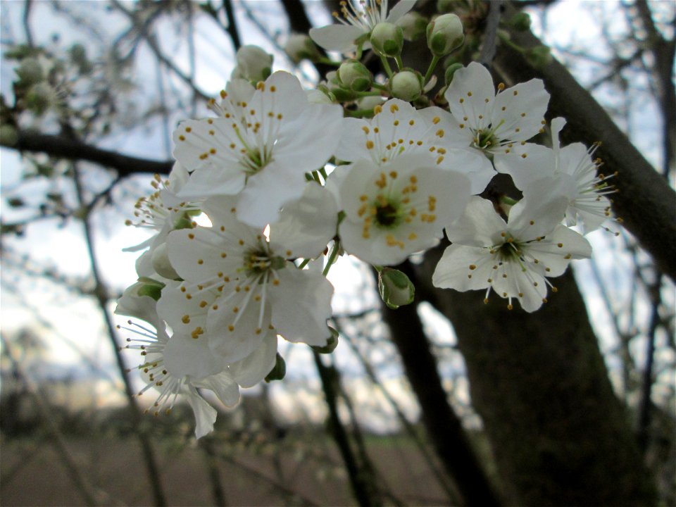 aufblühende Kirschpflaume (Prunus cerasifera) am Kraichbach bei Hockenheim (oft mit der Mirabelle verwechselt)