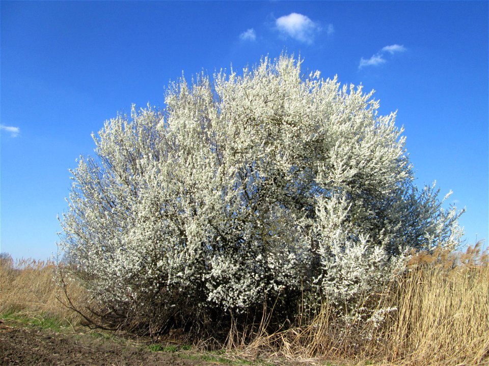 Blühende Kirschpflaume (Prunus cerasifera) im Naturschutzgebiet „Bachwiesen/Leopoldswiesen“ im Hockenheimer Rheinbogen - in steter Regelmäßigkeit mit der Mirabelle verwechselt, die in Wildform hier ga