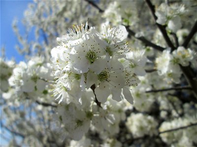 Blüten der Kirschpflaume (Prunus cerasifera) im Naturschutzgebiet „Bachwiesen/Leopoldswiesen“ im Hockenheimer Rheinbogen - von tausenden von Bienen umschwirrt