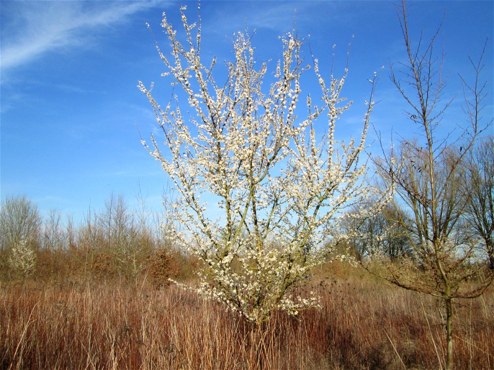 Blühende Kirschpflaume (Prunus cerasifera) in den Horststückern im Landschaftsschutzgebiet „Hockenheimer Rheinbogen“
