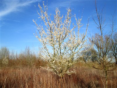 Blühende Kirschpflaume (Prunus cerasifera) in den Horststückern im Landschaftsschutzgebiet „Hockenheimer Rheinbogen“