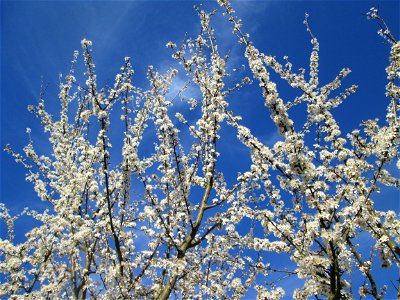 Blühende Kirschpflaume (Prunus cerasifera) in den Horststückern im Landschaftsschutzgebiet „Hockenheimer Rheinbogen“