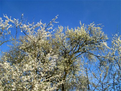 Blühende Kirschpflaume (Prunus cerasifera) im Naturschutzgebiet „Mirabellenhecke in den Horststückern“ im Hockenheimer Rheinbogen - der Name des Naturschutzgebiets ist irreführend, denn die vermeintli
