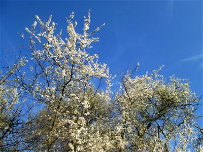 Blühende Kirschpflaume (Prunus cerasifera) im Naturschutzgebiet „Mirabellenhecke in den Horststückern“ im Hockenheimer Rheinbogen - der Name des Naturschutzgebiets ist irreführend, denn die vermeintli