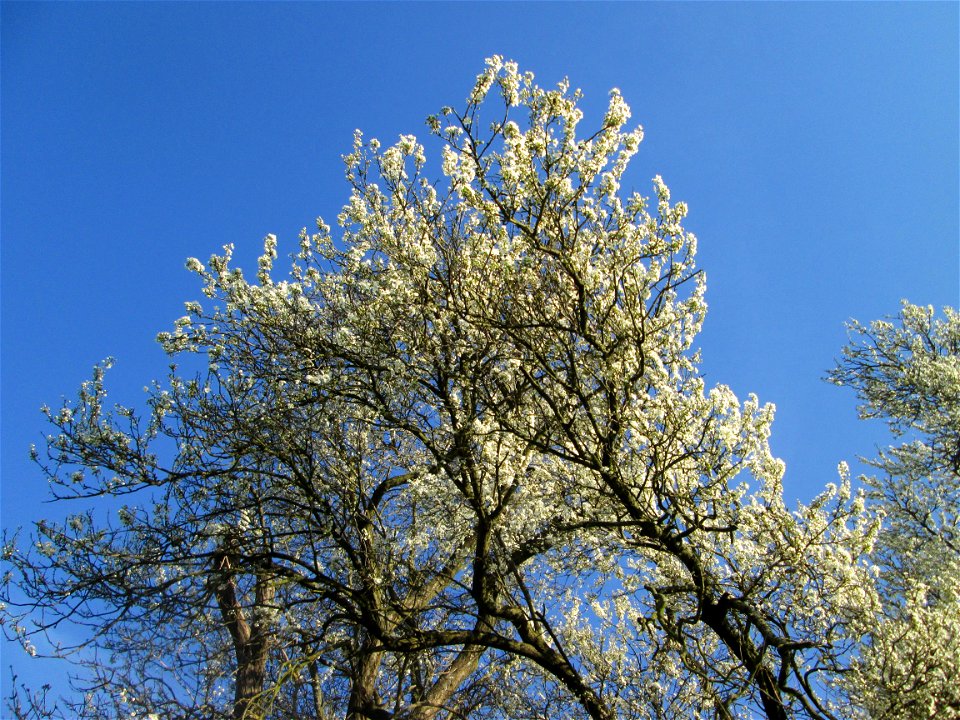 Blühende Kirschpflaume (Prunus cerasifera) im Naturschutzgebiet „Mirabellenhecke in den Horststückern“ im Hockenheimer Rheinbogen - der Name des Naturschutzgebiets ist irreführend, denn die vermeintli