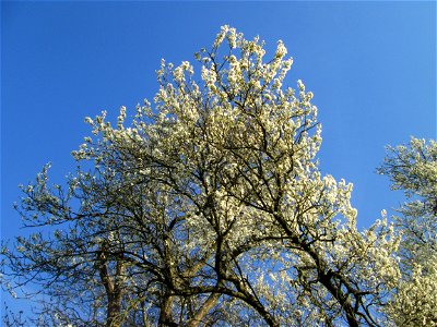 Blühende Kirschpflaume (Prunus cerasifera) im Naturschutzgebiet „Mirabellenhecke in den Horststückern“ im Hockenheimer Rheinbogen - der Name des Naturschutzgebiets ist irreführend, denn die vermeintli