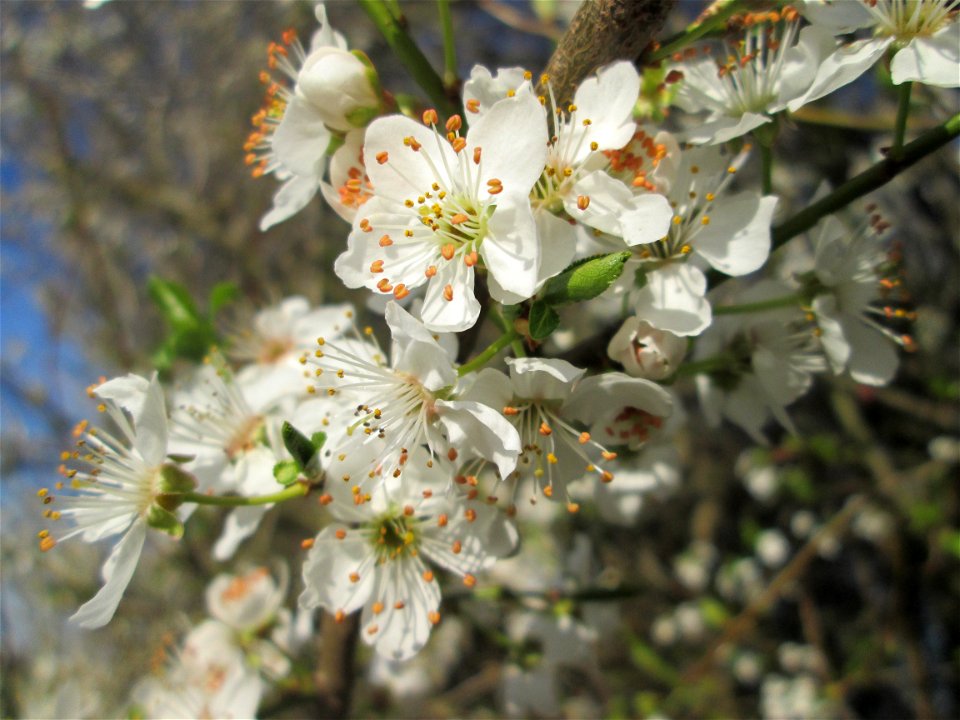 Dichte Blüten Kirschpflaume (Prunus cerasifera) im Naturschutzgebiet „Mirabellenhecke in den Horststückern“ im Hockenheimer Rheinbogen - leider sieht man hier ganz offenkundig das Bienensterben: Trotz