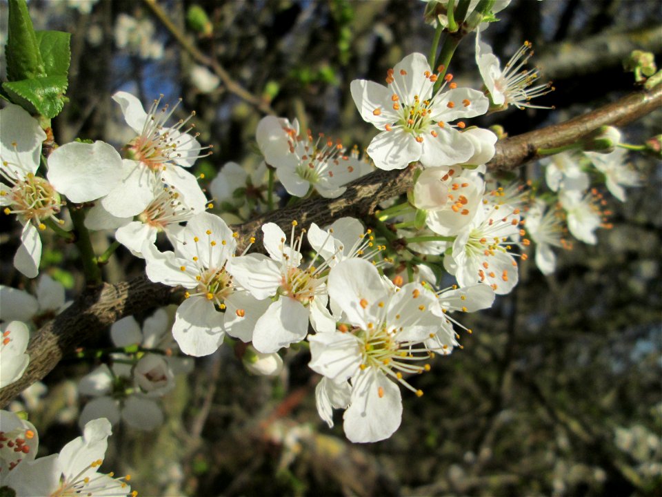 Dichte Blüten Kirschpflaume (Prunus cerasifera) im Naturschutzgebiet „Mirabellenhecke in den Horststückern“ im Hockenheimer Rheinbogen - leider sieht man hier ganz offenkundig das Bienensterben: Trotz