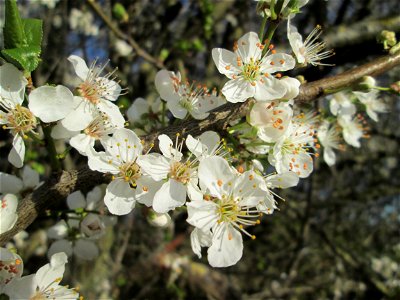 Dichte Blüten Kirschpflaume (Prunus cerasifera) im Naturschutzgebiet „Mirabellenhecke in den Horststückern“ im Hockenheimer Rheinbogen - leider sieht man hier ganz offenkundig das Bienensterben: Trotz