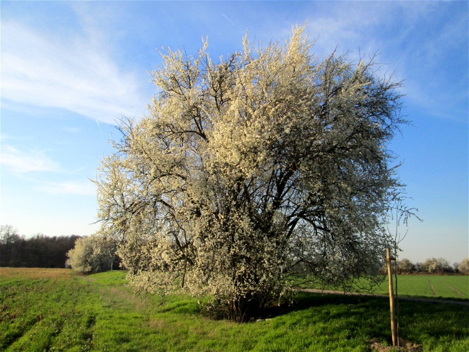 Blühende Kirschpflaume (Prunus cerasifera) im Hockenheimer Rheinbogen