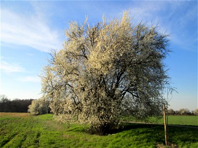 Blühende Kirschpflaume (Prunus cerasifera) im Hockenheimer Rheinbogen