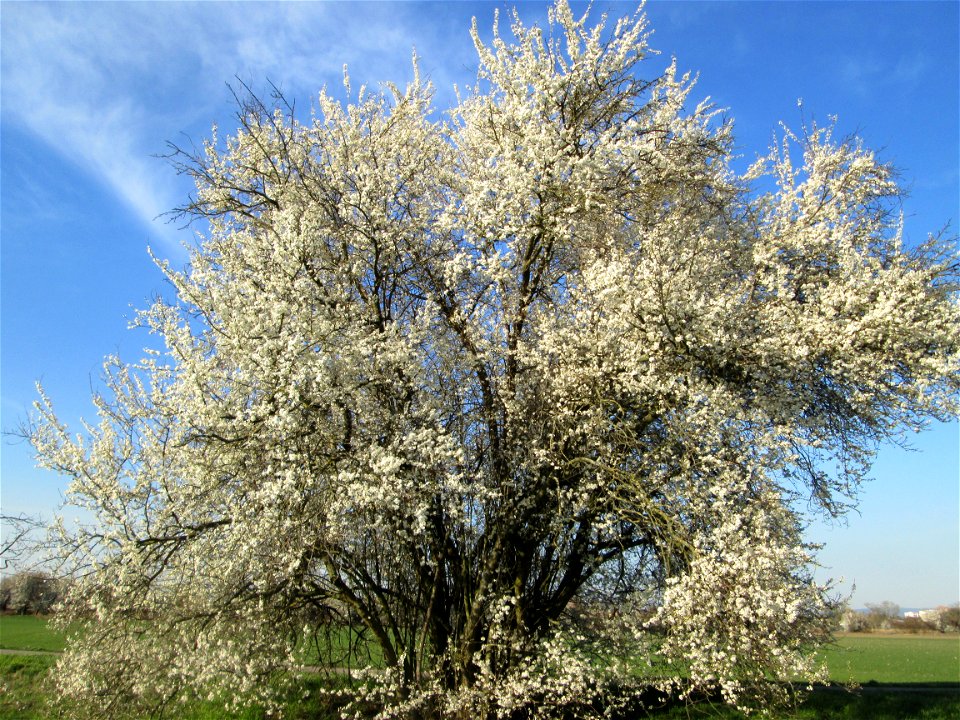 Blühende Kirschpflaume (Prunus cerasifera) im Hockenheimer Rheinbogen