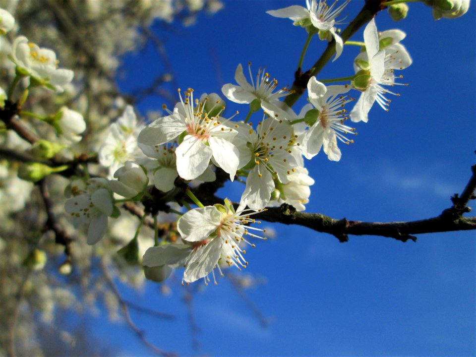 Blühende Kirschpflaume (Prunus cerasifera) im Hockenheimer Rheinbogen