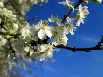 Blühende Kirschpflaume (Prunus cerasifera) im Hockenheimer Rheinbogen