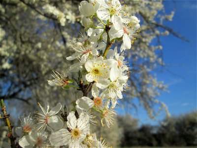 Blühende Kirschpflaume (Prunus cerasifera) im Hockenheimer Rheinbogen