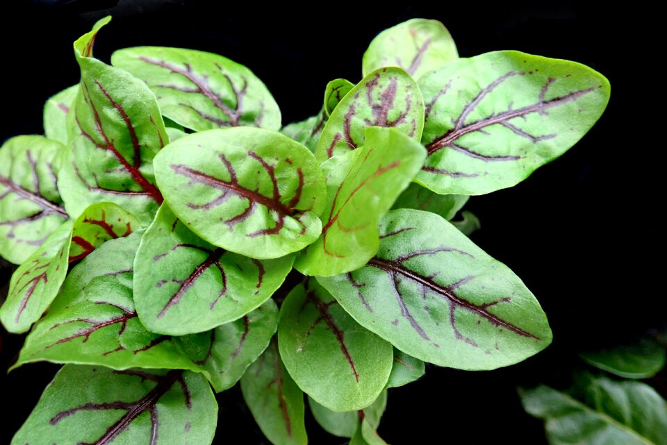 Plant green healthy