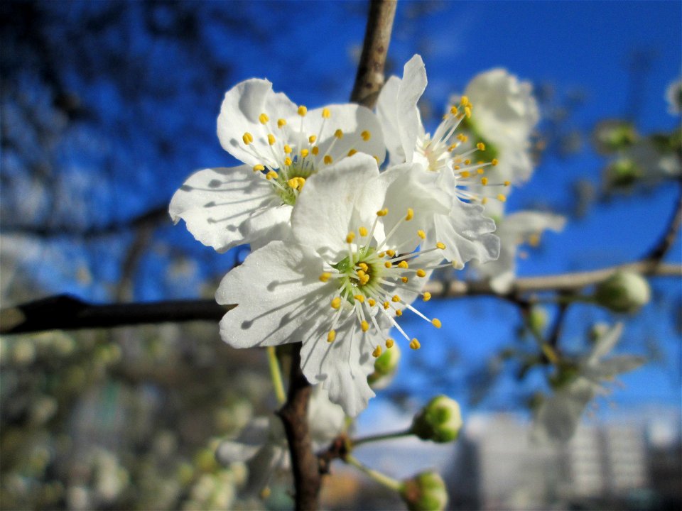 Kirschpflaume (Prunus cerasifera) am Ev. Krankenhaus in Saarbrücken
