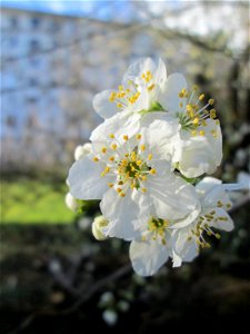 Kirschpflaume (Prunus cerasifera) am Ev. Krankenhaus in Saarbrücken