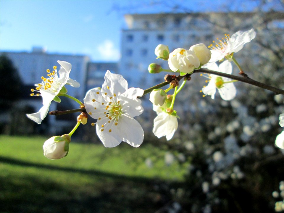 Kirschpflaume (Prunus cerasifera) am Ev. Krankenhaus in Saarbrücken