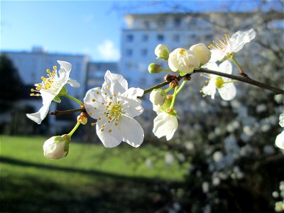 Kirschpflaume (Prunus cerasifera) am Ev. Krankenhaus in Saarbrücken