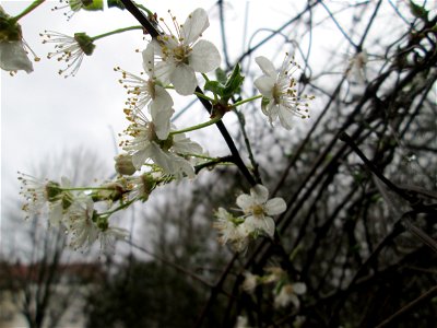 Kirschpflaume (Prunus cerasifera) in Saarbrücken