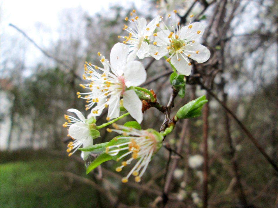 Kirschpflaume (Prunus cerasifera) in Saarbrücken