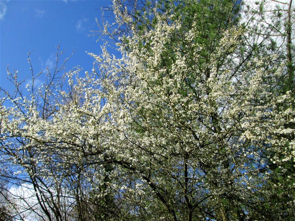 Kirschpflaume (Prunus cerasifera) am Friedhof St. Johann in Saarbrücken