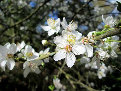 Kirschpflaume (Prunus cerasifera) am Friedhof St. Johann in Saarbrücken