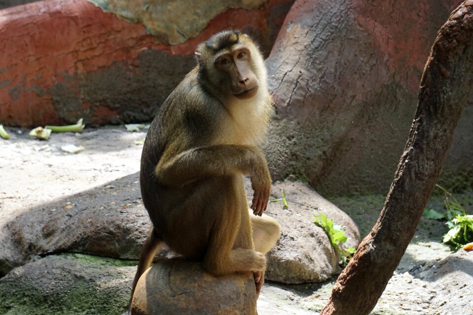 Mammal nature animal world