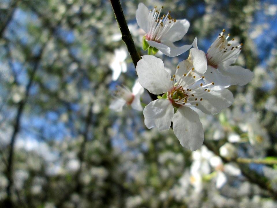 Kirschpflaume (Prunus cerasifera) am Friedhof St. Johann in Saarbrücken