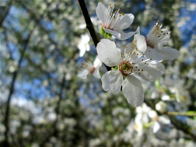 Kirschpflaume (Prunus cerasifera) am Friedhof St. Johann in Saarbrücken