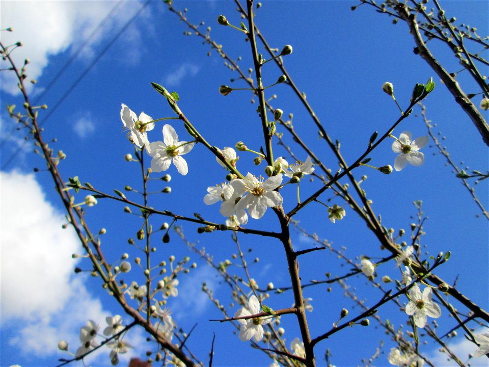 Kirschpflaume (Prunus cerasifera) in Brebach