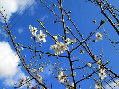 Kirschpflaume (Prunus cerasifera) in Brebach
