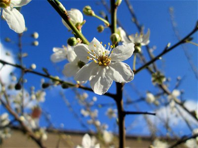 Kirschpflaume (Prunus cerasifera) in Brebach