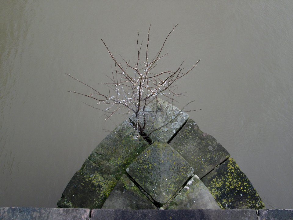 Kirschpflaume (Prunus cerasifera) auf der Alten Brücke in Saarbrücken