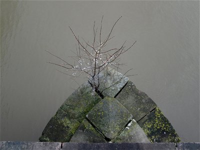 Kirschpflaume (Prunus cerasifera) auf der Alten Brücke in Saarbrücken
